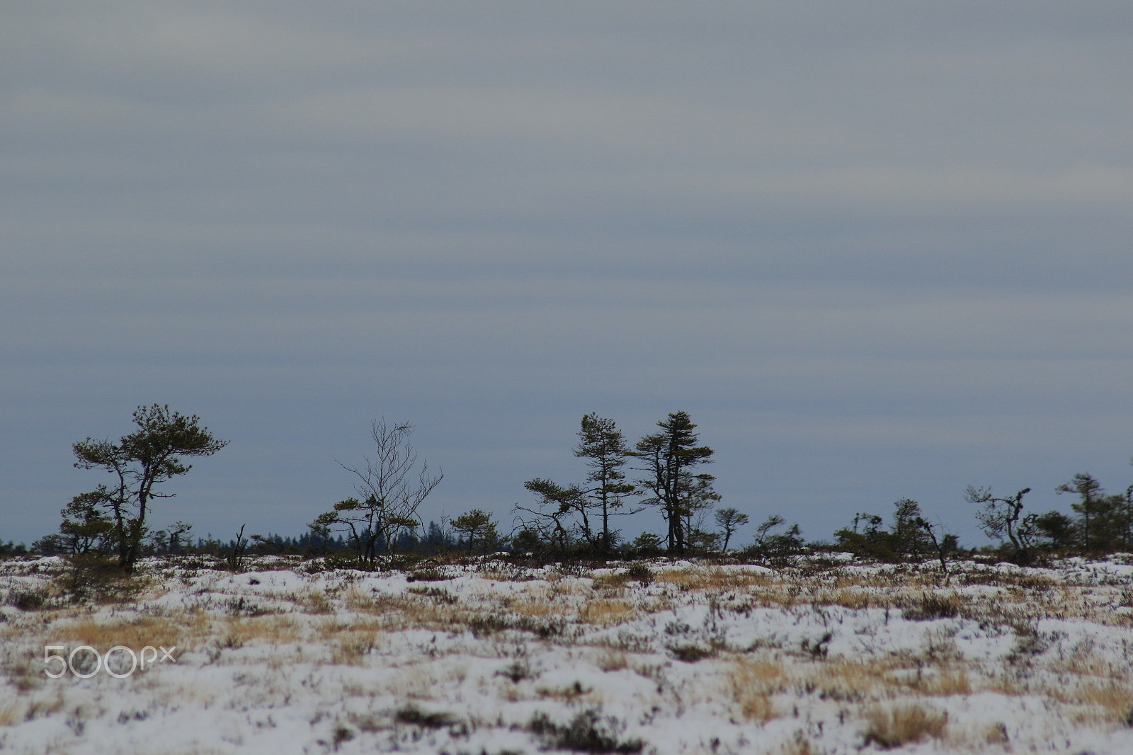 Canon EF 70-210mm f/4 sample photo. On the bog photography