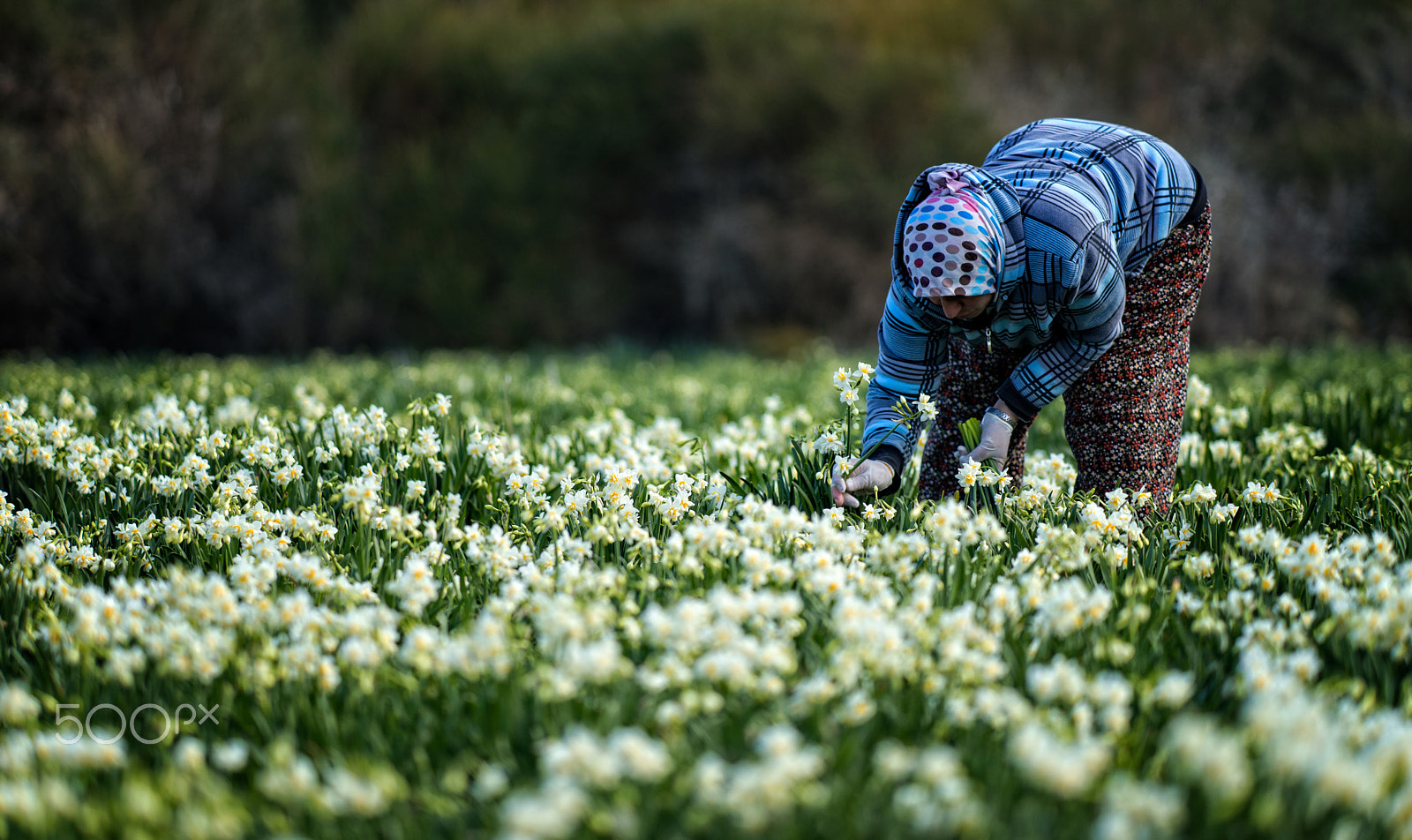 Sony a99 II + Minolta/Sony AF 70-200mm F2.8 G sample photo. Life is beautiful... photography