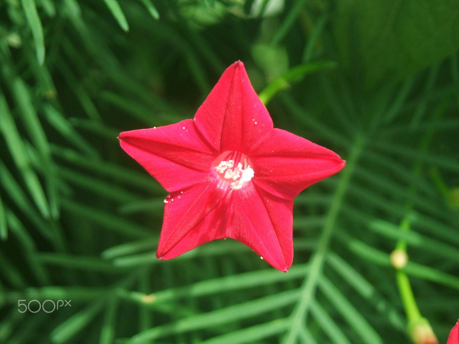 Fujifilm FinePix A500 sample photo. Cypress vine photography