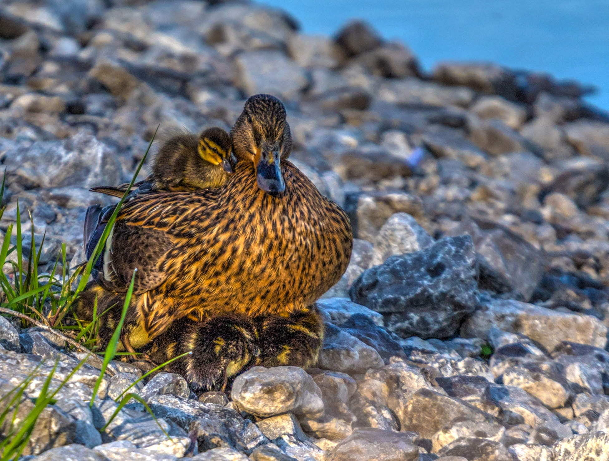 Canon EF 70-200mm F4L USM sample photo. Mama with chicks photography