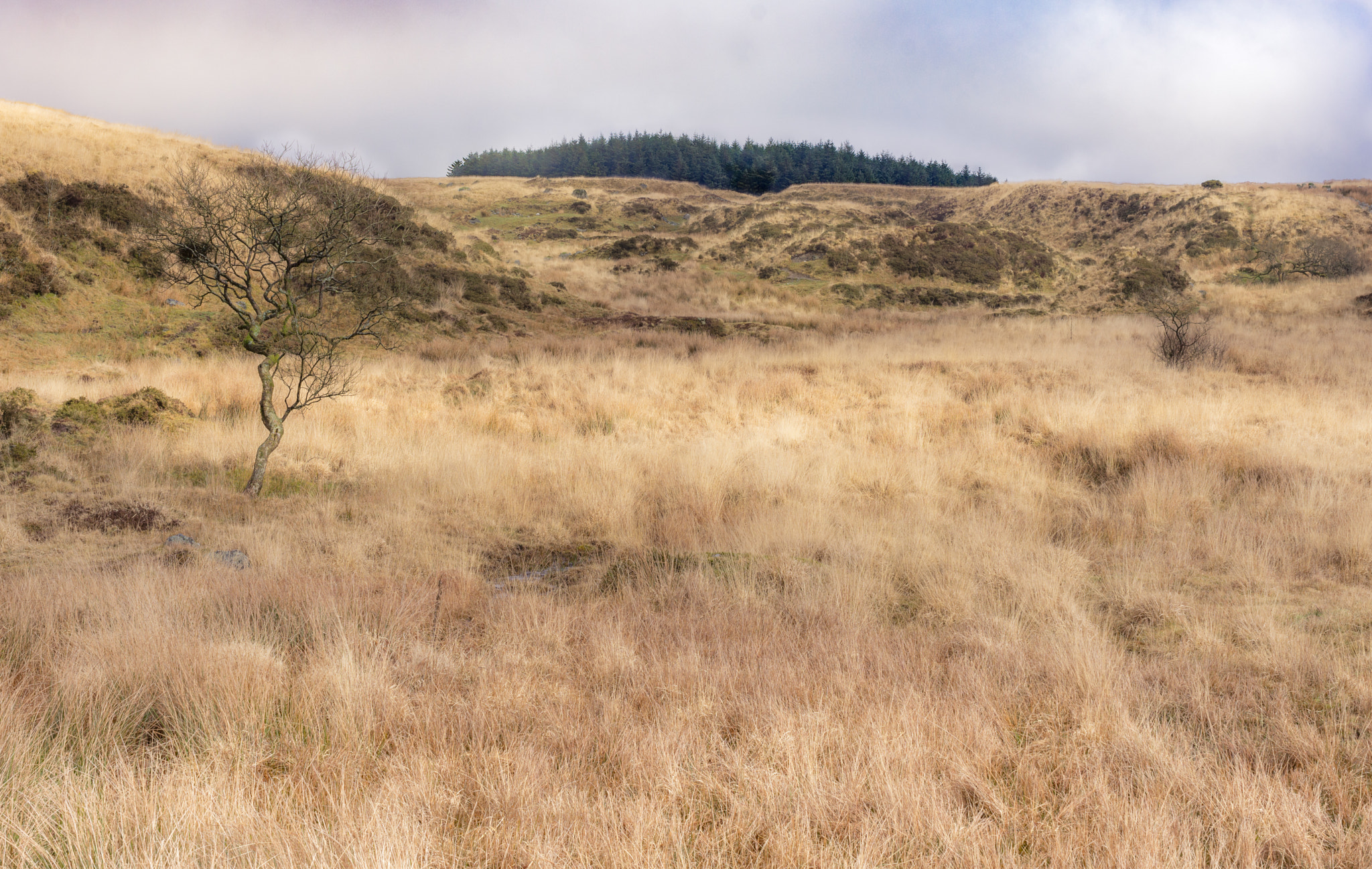 Nikon AF-S DX Micro Nikkor 40mm F2.8 sample photo. Dartmoor rushes photography