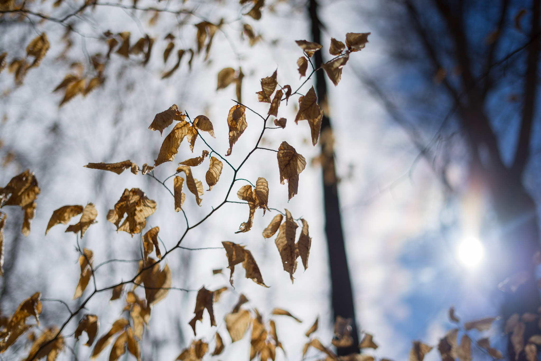 Sony a7R + Sony FE 50mm F1.8 sample photo. Sunlit leaves photography