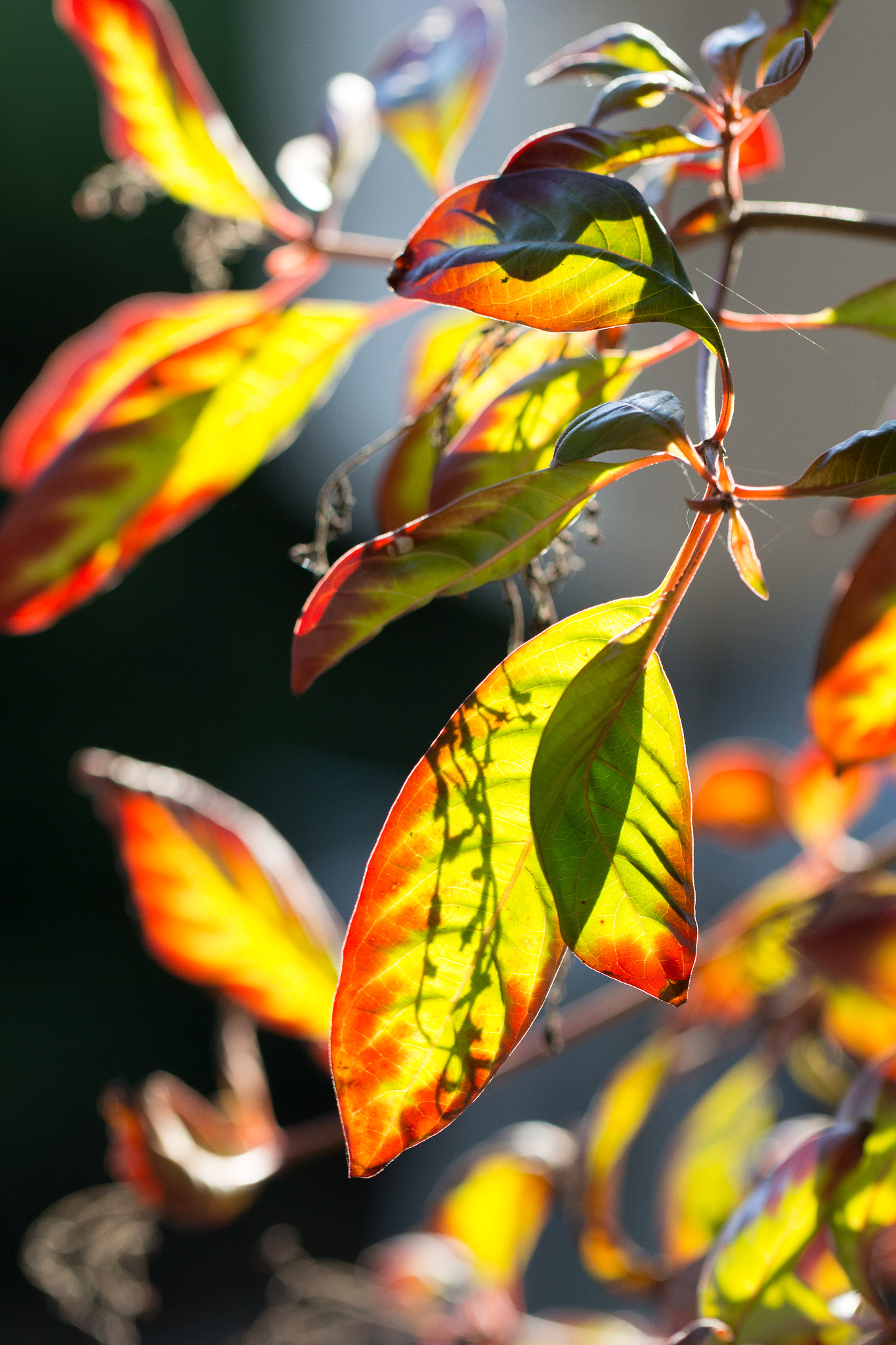 Canon EF 100mm F2.8L Macro IS USM sample photo. 20170106-_mg_5839-2.jpg photography