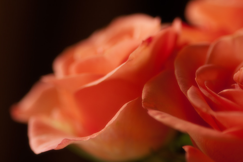 Canon EOS 40D + Tamron SP AF 90mm F2.8 Di Macro sample photo. Killing me softly photography