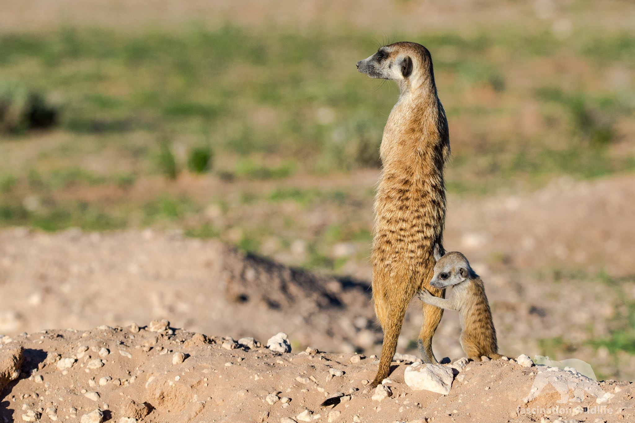 Nikon D4S + Sigma 150-600mm F5-6.3 DG OS HSM | S sample photo. Suricate with baby photography