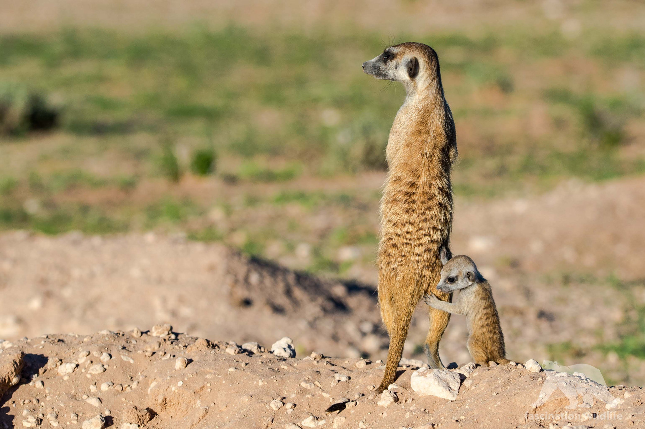 Sigma 150-600mm F5-6.3 DG OS HSM | S sample photo. Suricate with baby photography