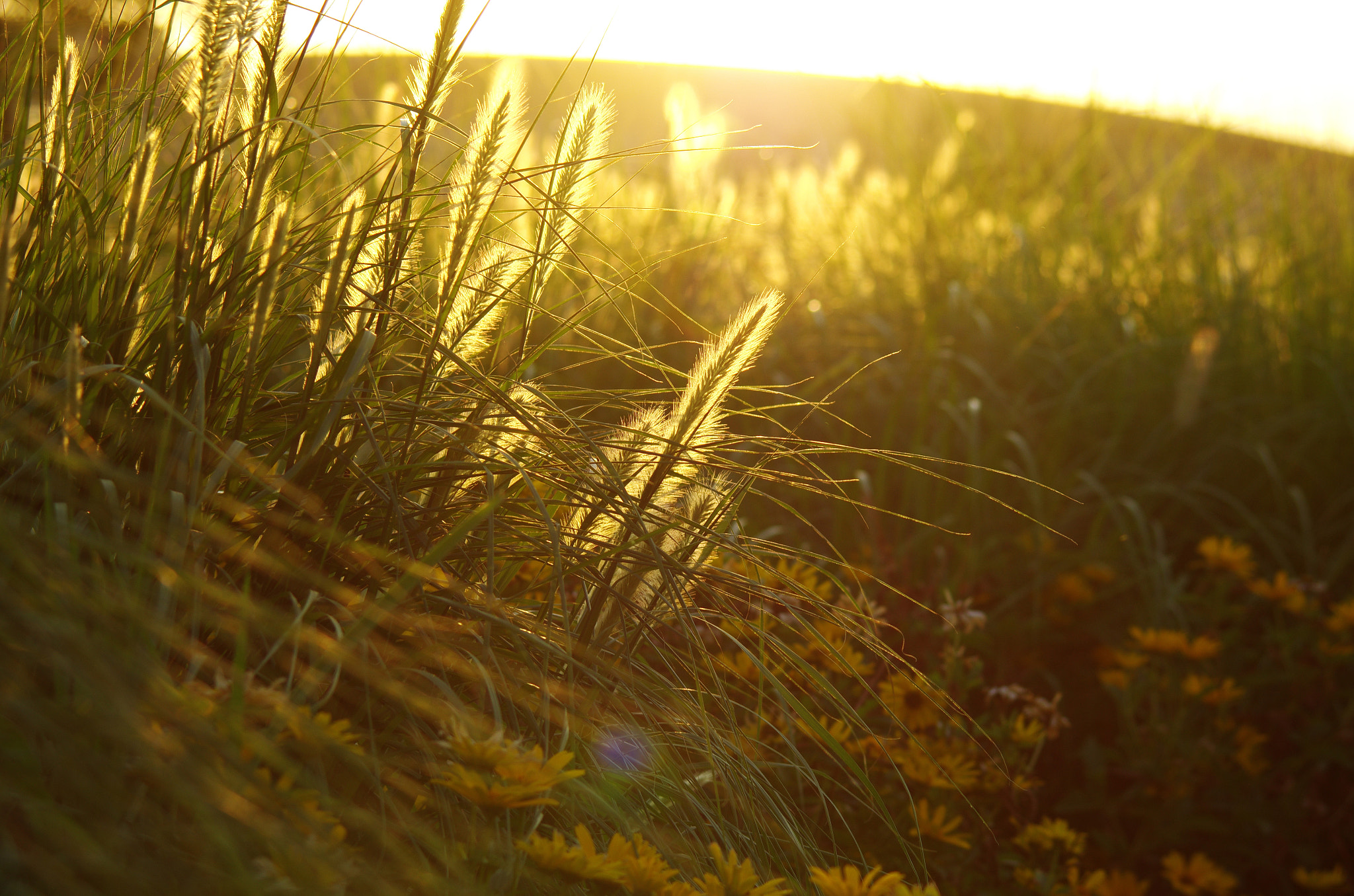 Pentax K-5 II + smc PENTAX-FA 80-320mm F4.5-5.6 sample photo. Foxtail iii photography