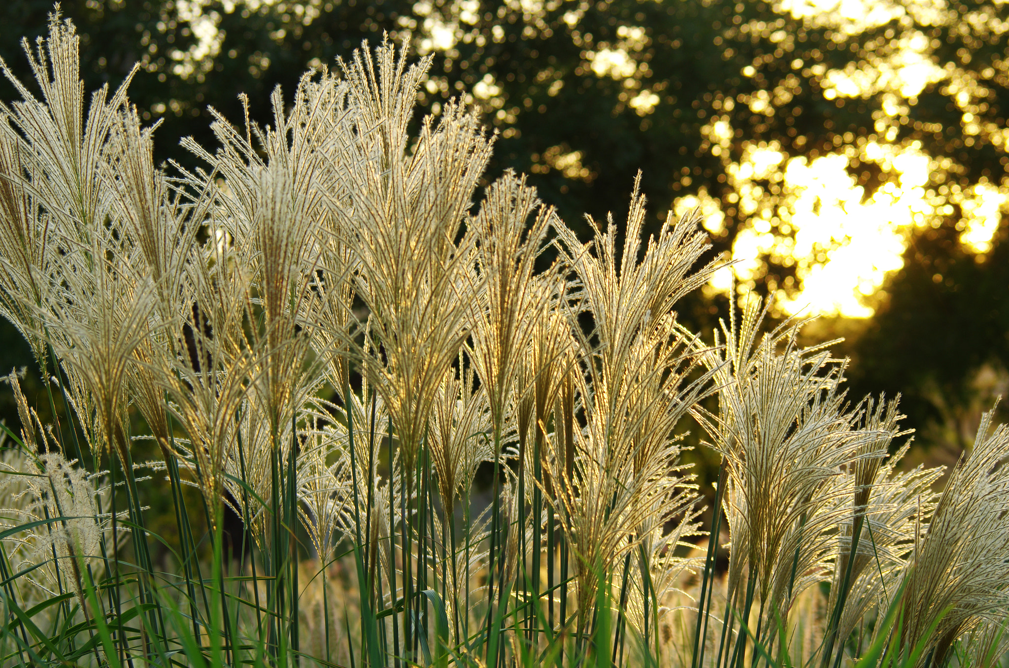 smc PENTAX-FA 80-320mm F4.5-5.6 sample photo. Reeds, beijing photography