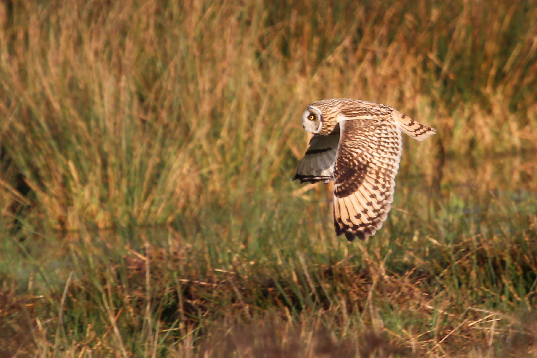Canon EF 100-400mm F4.5-5.6L IS USM sample photo