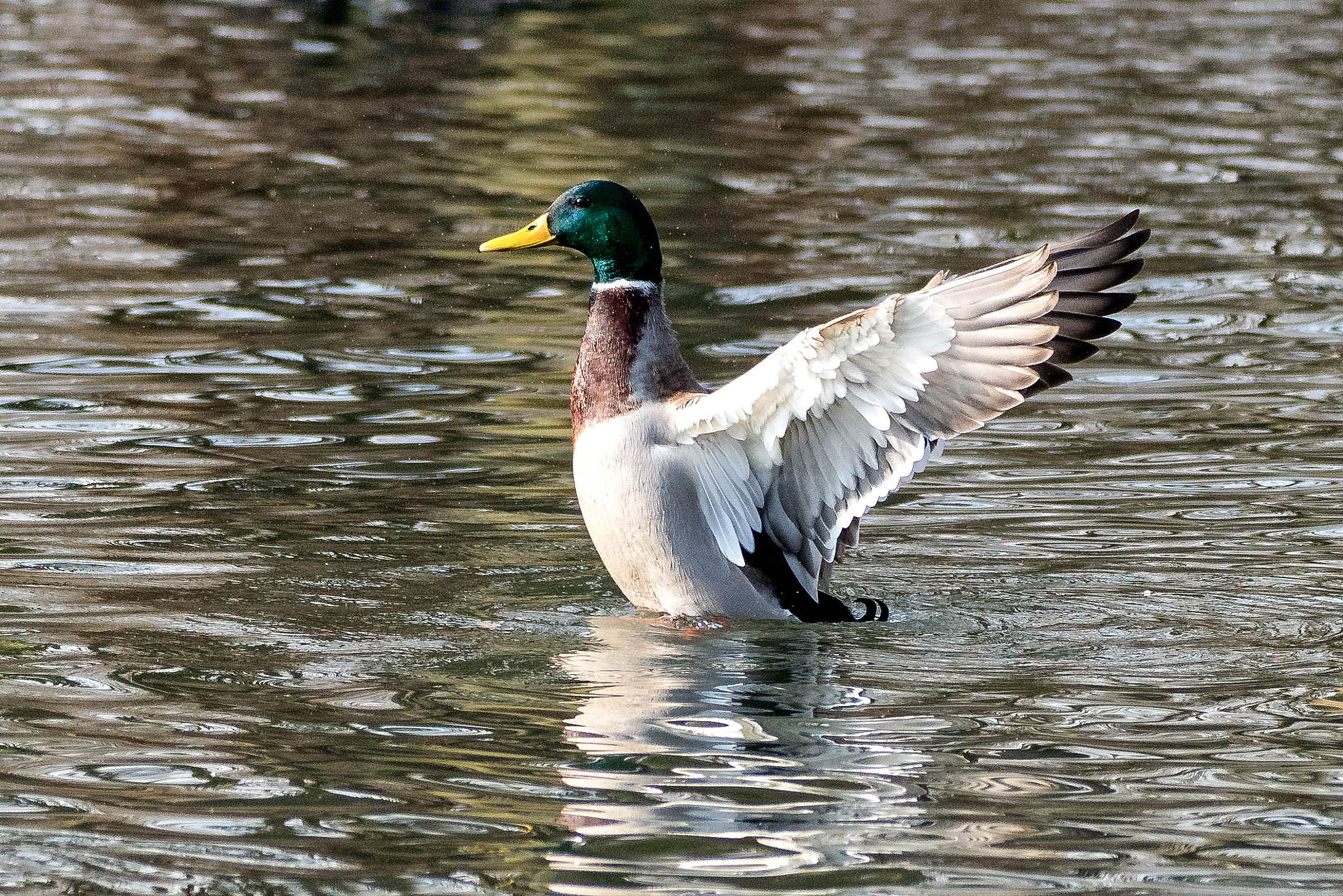 150-600mm F5-6.3 DG OS HSM | Contemporary 015 sample photo. Ente 2 photography