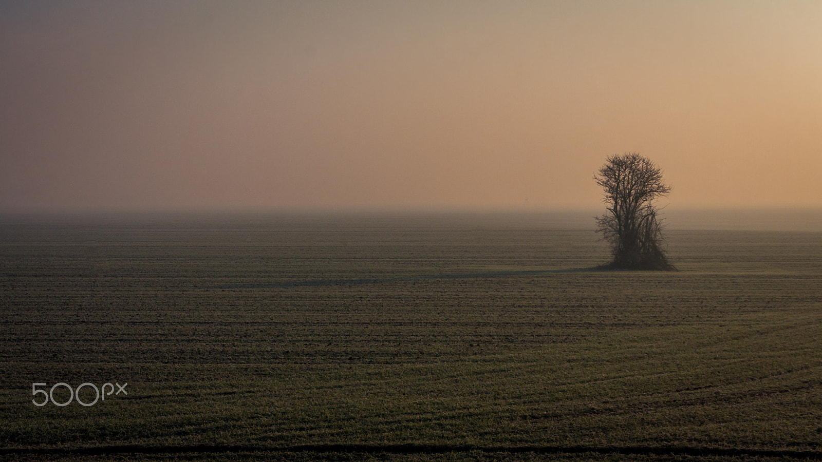 Canon EOS 40D sample photo. Alone in the fog photography