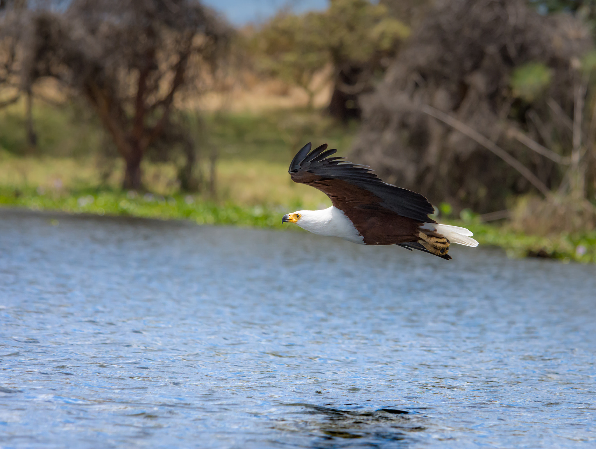 Nikon D7200 sample photo. Fisheagle photography