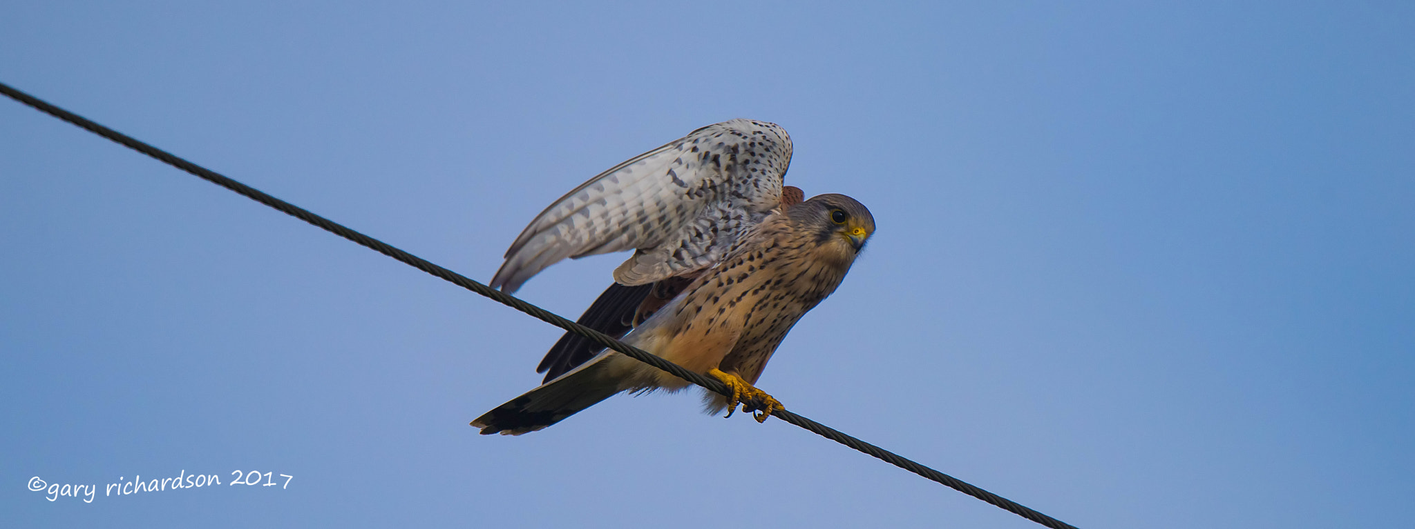 Nikon D810 + Nikon AF-S Nikkor 500mm F4G ED VR sample photo. Kestrel photography