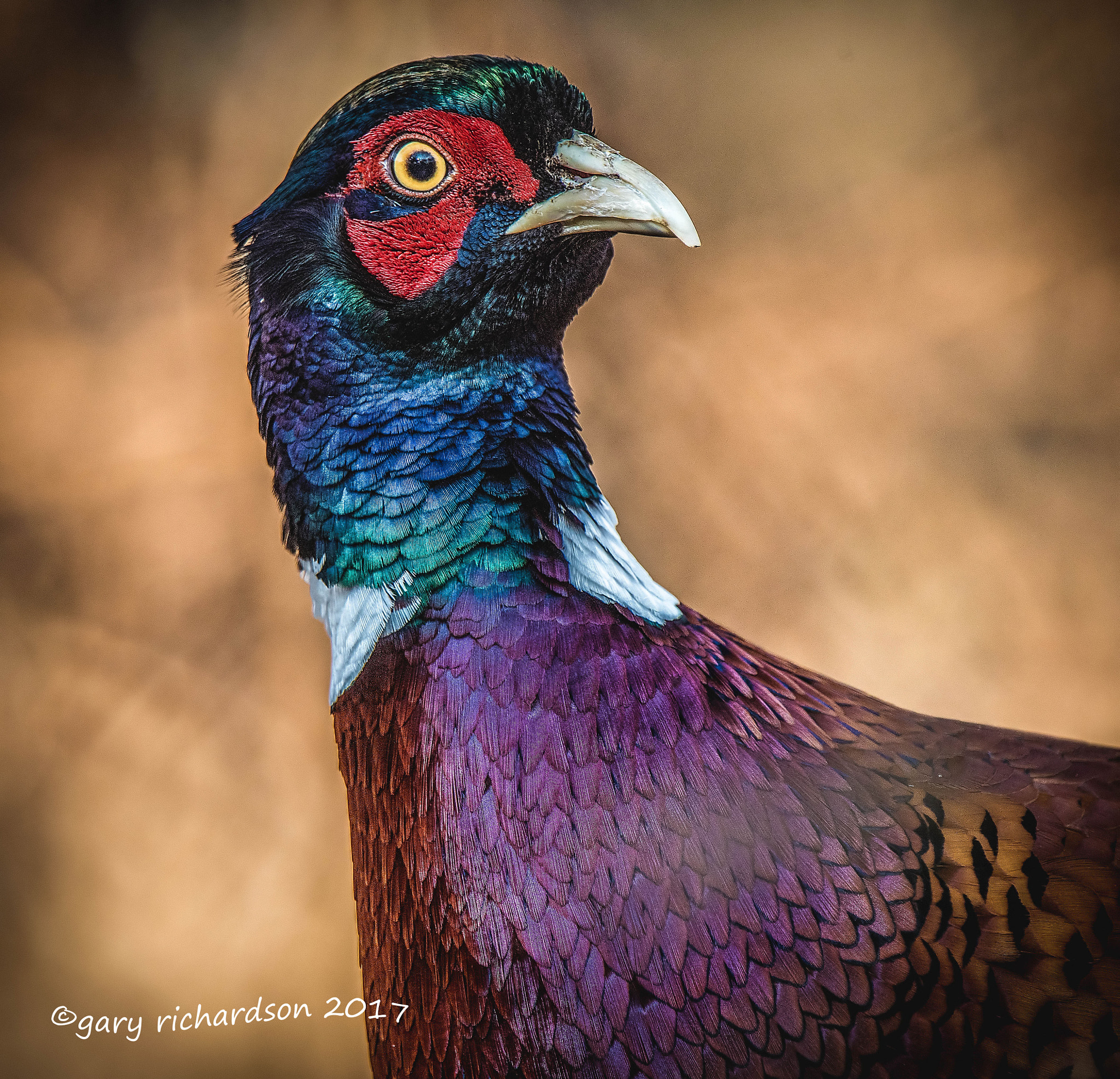 Nikon AF-S Nikkor 500mm F4G ED VR sample photo. Pheasant () photography