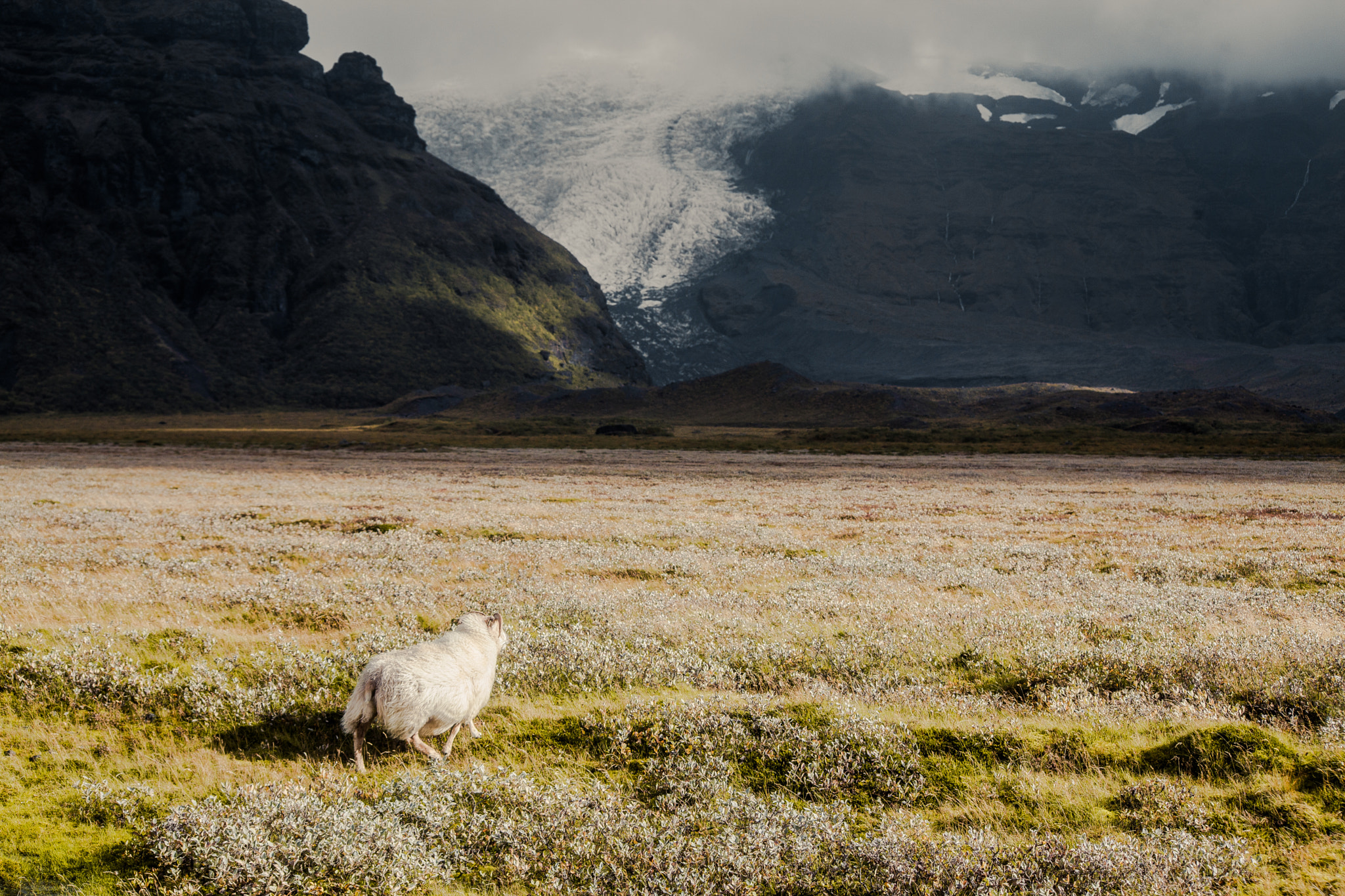 Canon EOS 5D Mark II + Sigma 70-300mm F4-5.6 APO DG Macro sample photo. Little sheep in big iceland photography
