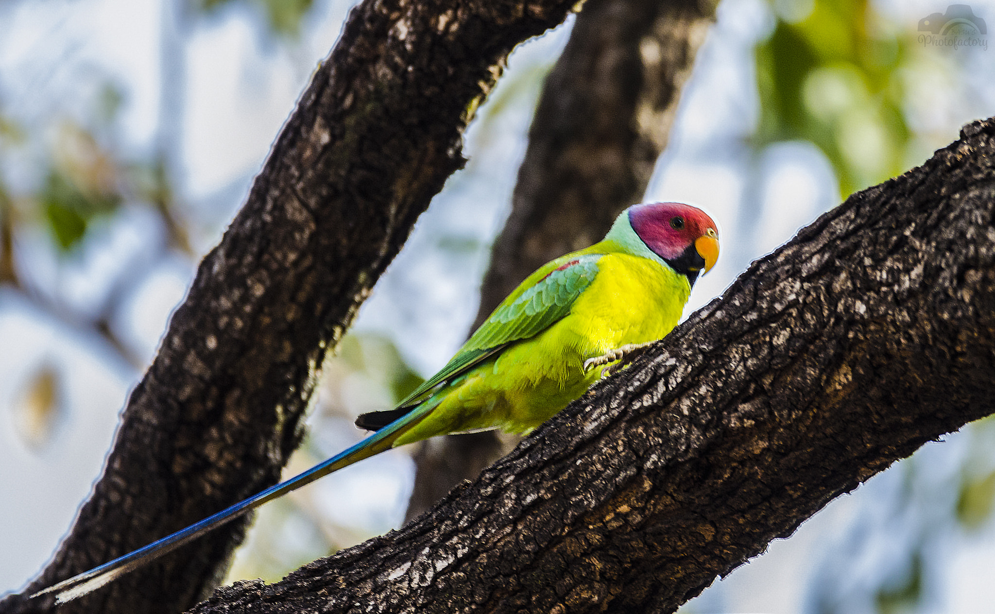 Sigma 150-600mm F5-6.3 DG OS HSM | C sample photo. Plum headed parakeet photography