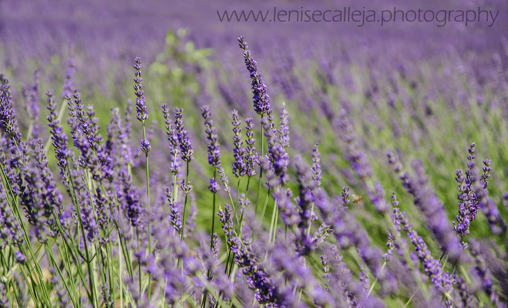 Nikon D5100 + Sigma 17-70mm F2.8-4 DC Macro OS HSM sample photo. Spring is in the air photography