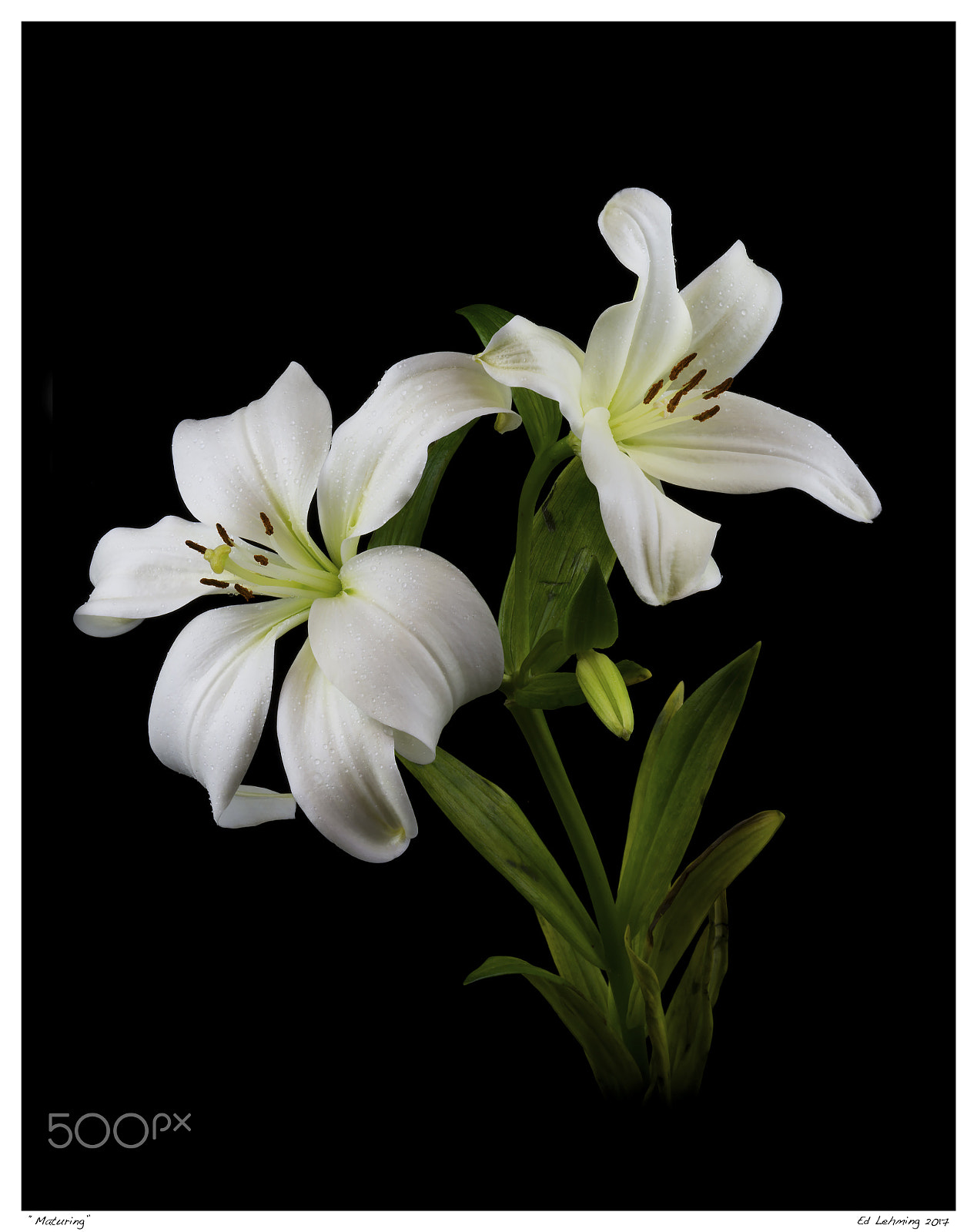 Nikon D800 sample photo. Maturing photography