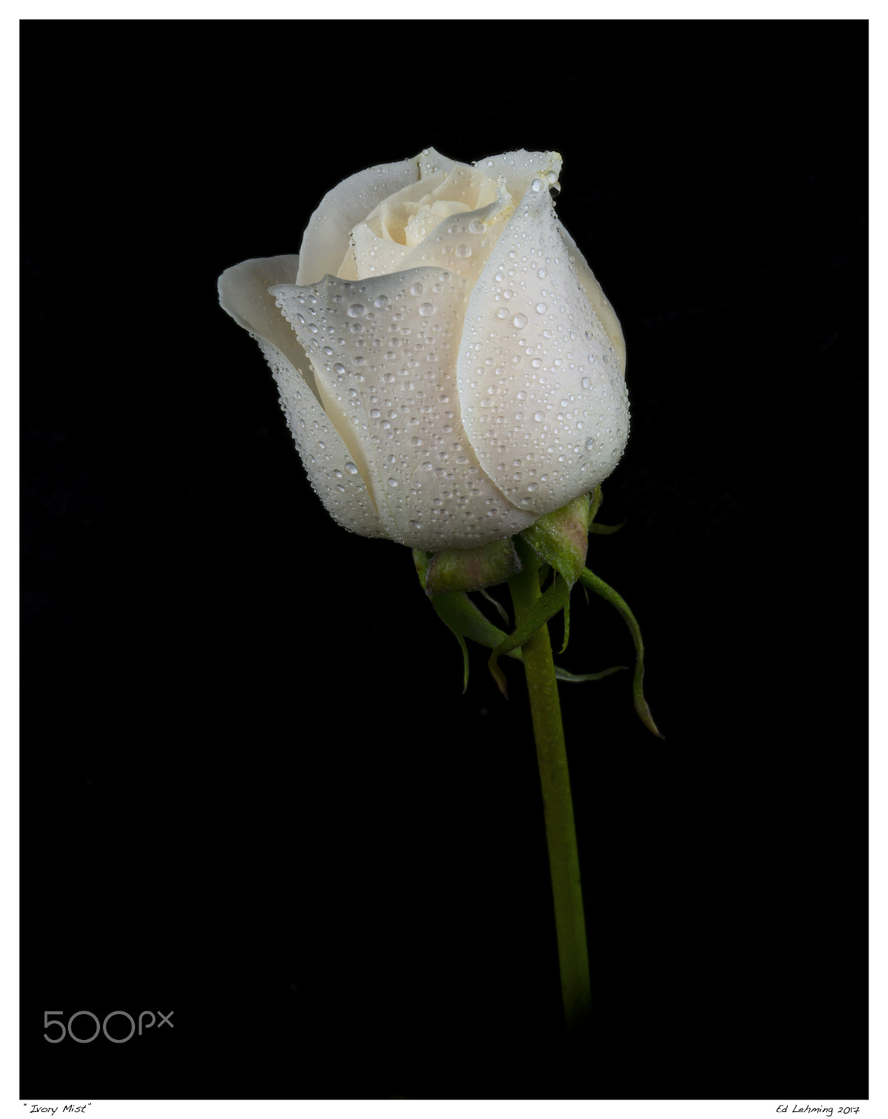 Nikon D800 sample photo. Ivory mist photography