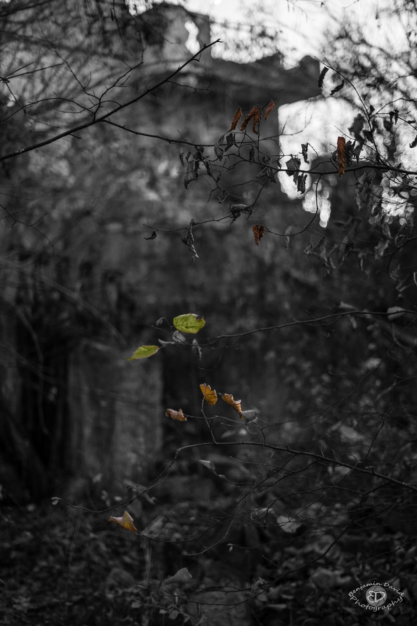 Sony a7R II + Sony FE 50mm F1.8 sample photo. A few colors photography