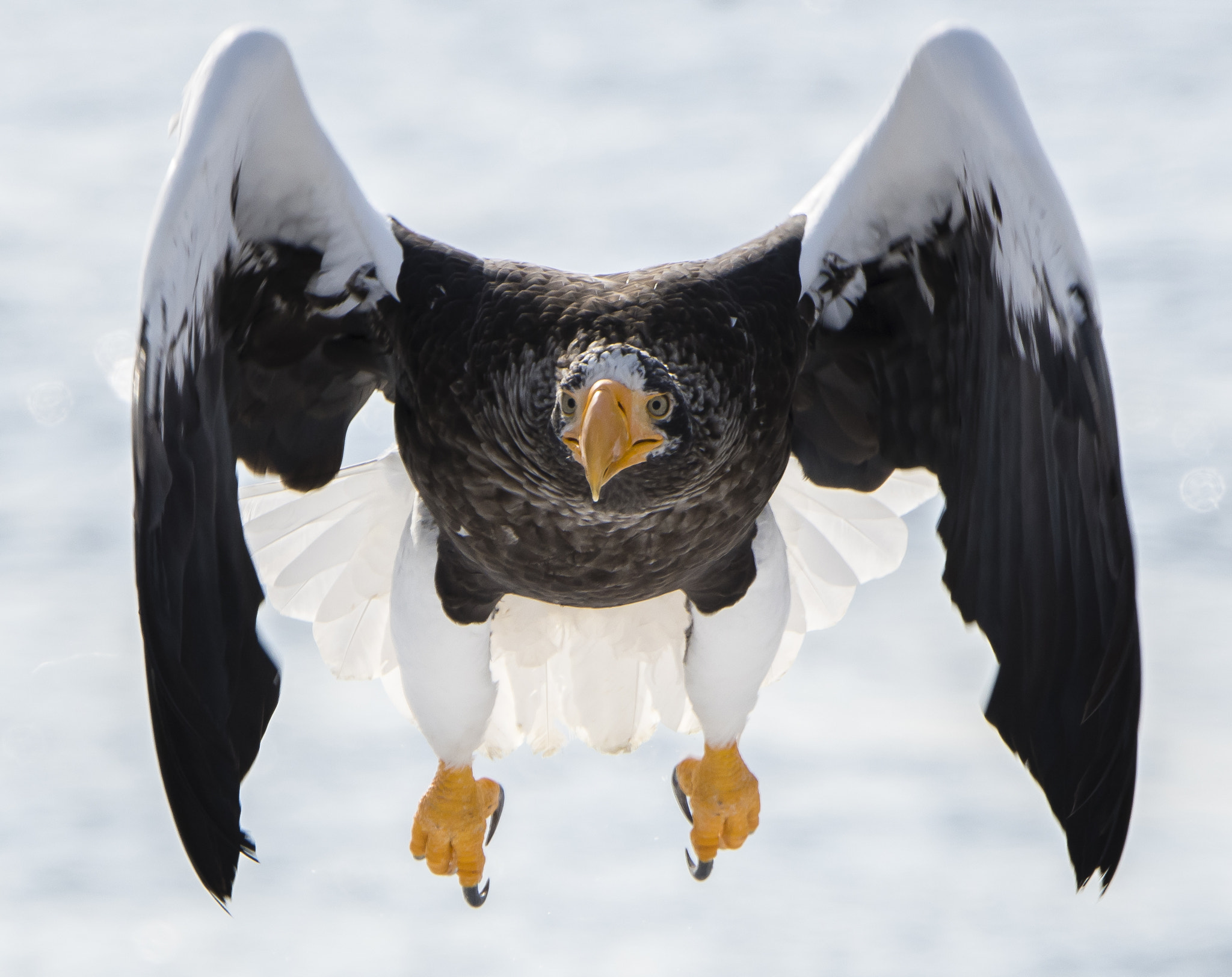 Nikon D500 sample photo. Coming in to land! photography