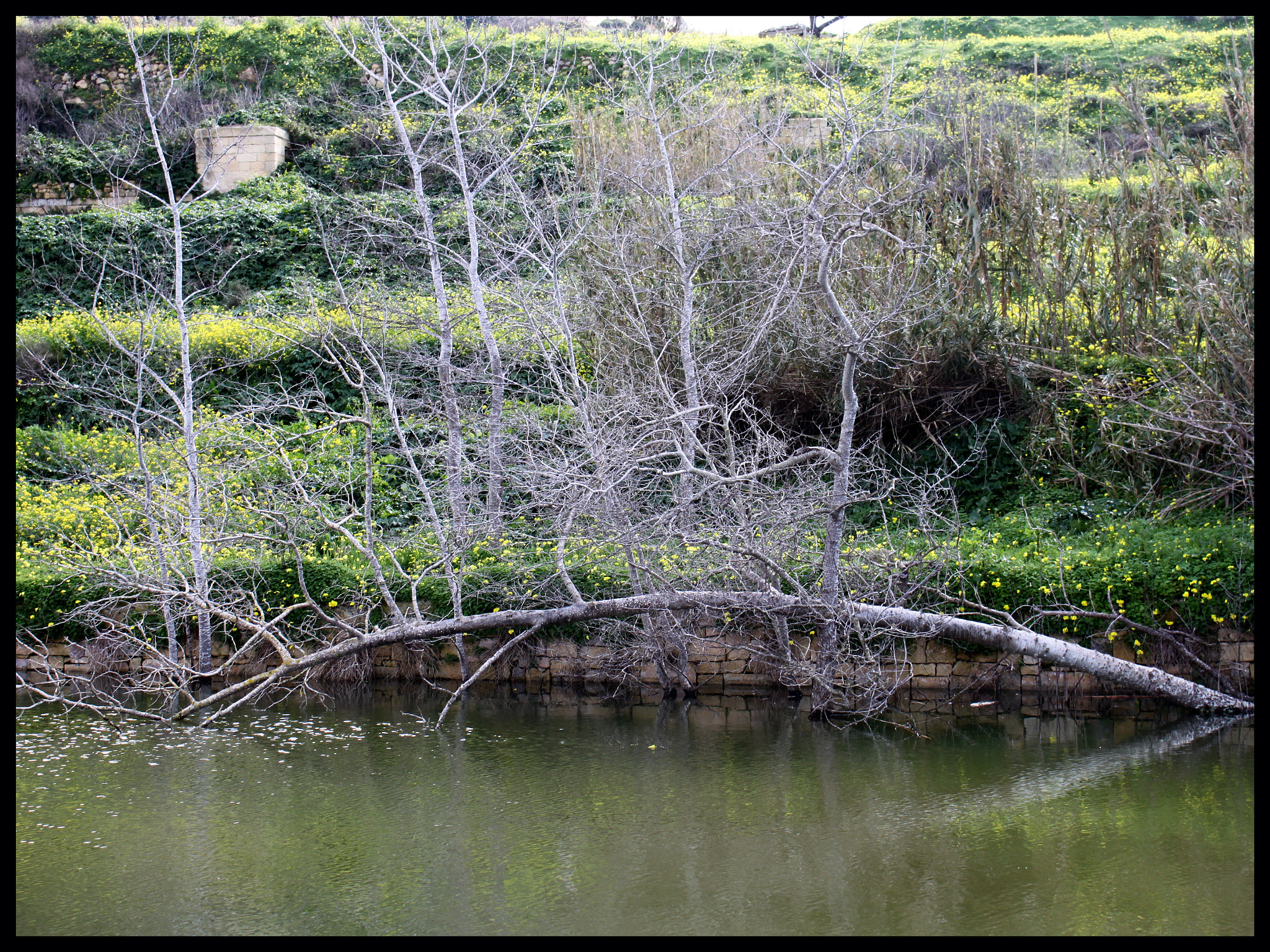 Canon EOS 500D (EOS Rebel T1i / EOS Kiss X3) sample photo. Img photography