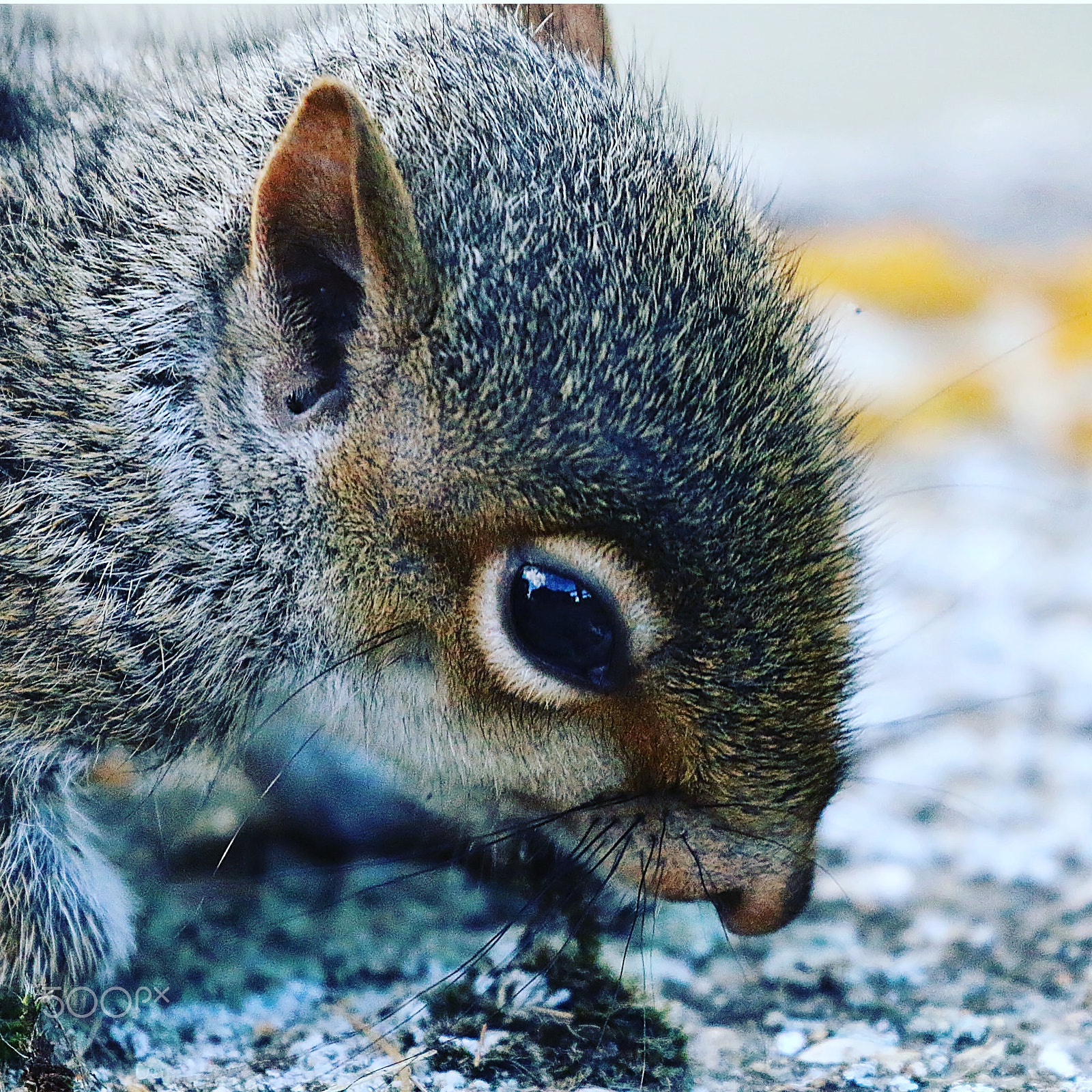 Canon EOS 70D + Canon EF 100-400mm F4.5-5.6L IS II USM sample photo. Grey squirrel photography