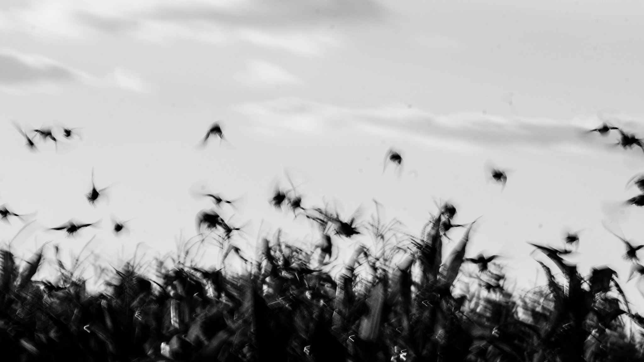 Sony 75-300mm F4.5-5.6 sample photo. Birds of a feather; photography