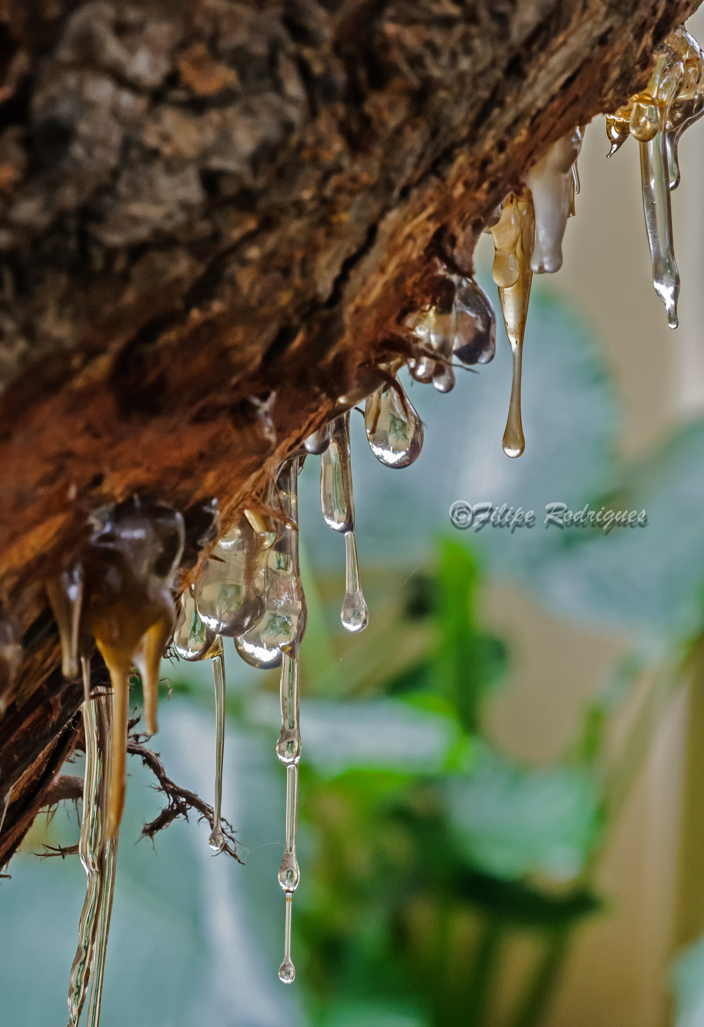 Nikon D300S sample photo. Weeping cashew nut tree photography