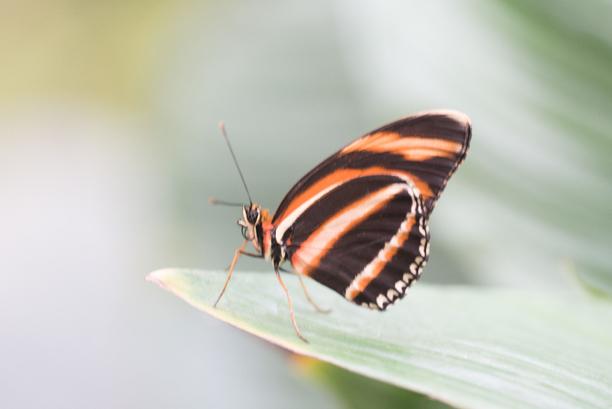 Sigma 150mm F2.8 EX DG OS Macro HSM sample photo. Dryadula phaetusa photography