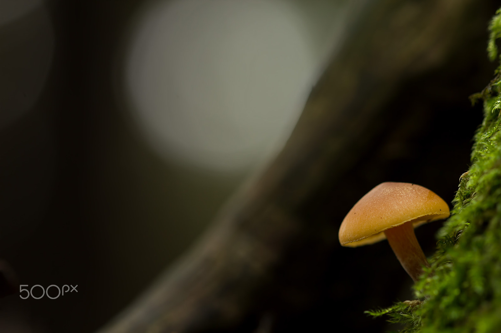 Canon EF 100mm F2.8 Macro USM sample photo. Woodland shade photography