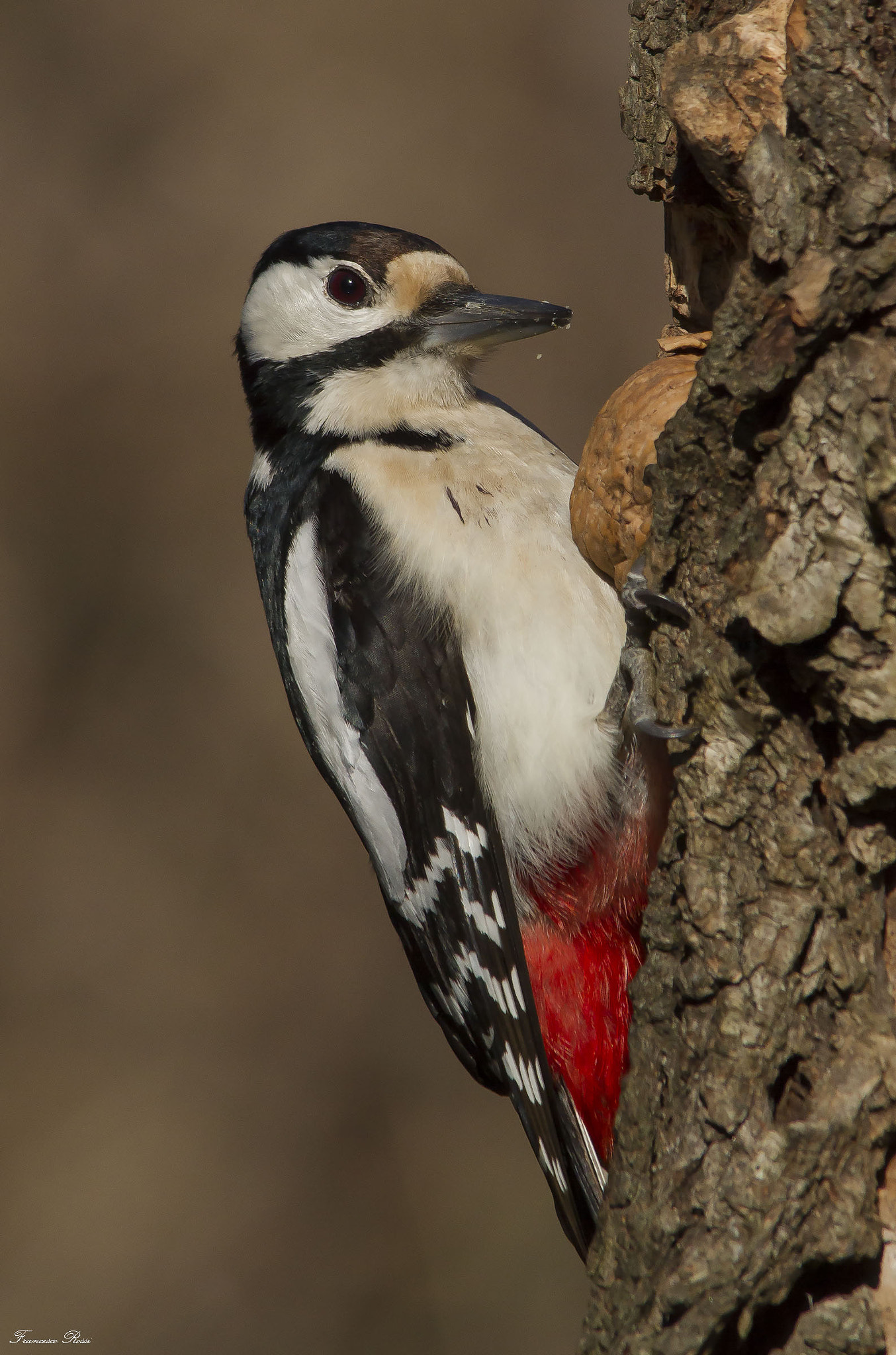 Sigma 150-500mm F5-6.3 DG OS HSM sample photo. Great spotted wood pecker  (picchio rosso maggiore)  photography