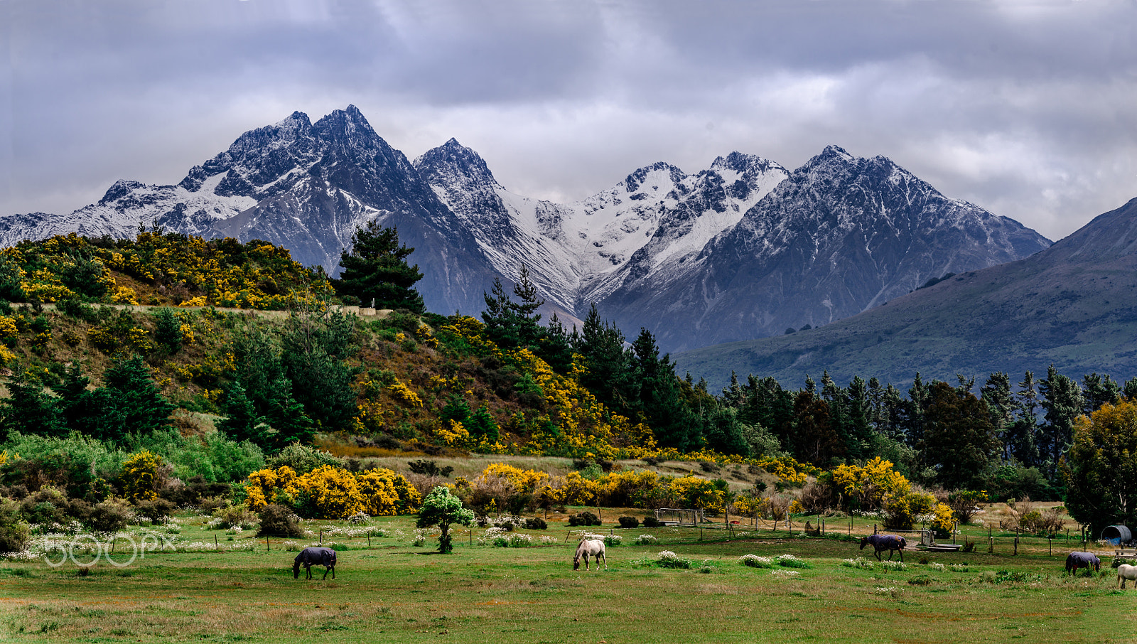 Sigma 150-600mm F5-6.3 DG OS HSM | C sample photo. Glenorchy paradise photography