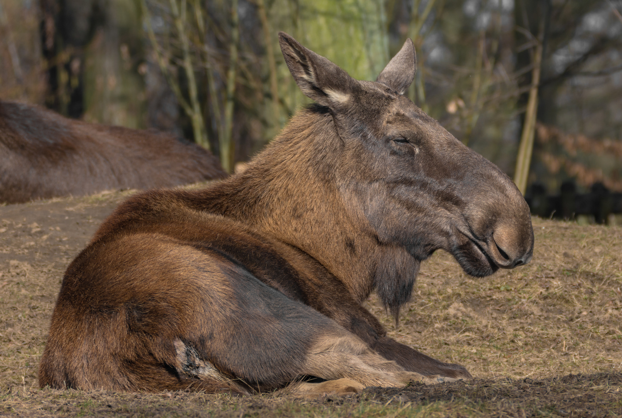 Sigma 150-600mm F5-6.3 DG OS HSM | C sample photo. Ein elch beim sonnenbad photography