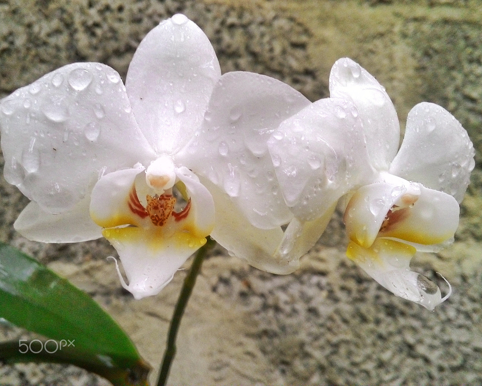 ASUS T00J sample photo. Phalaenopsis white photography