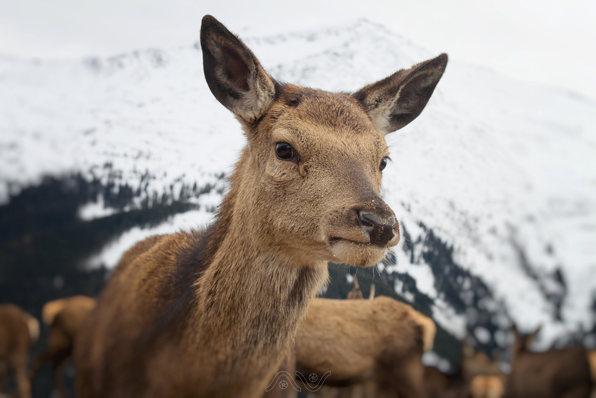 Sigma 17-70mm F2.8-4 DC Macro OS HSM sample photo. Gastein photography