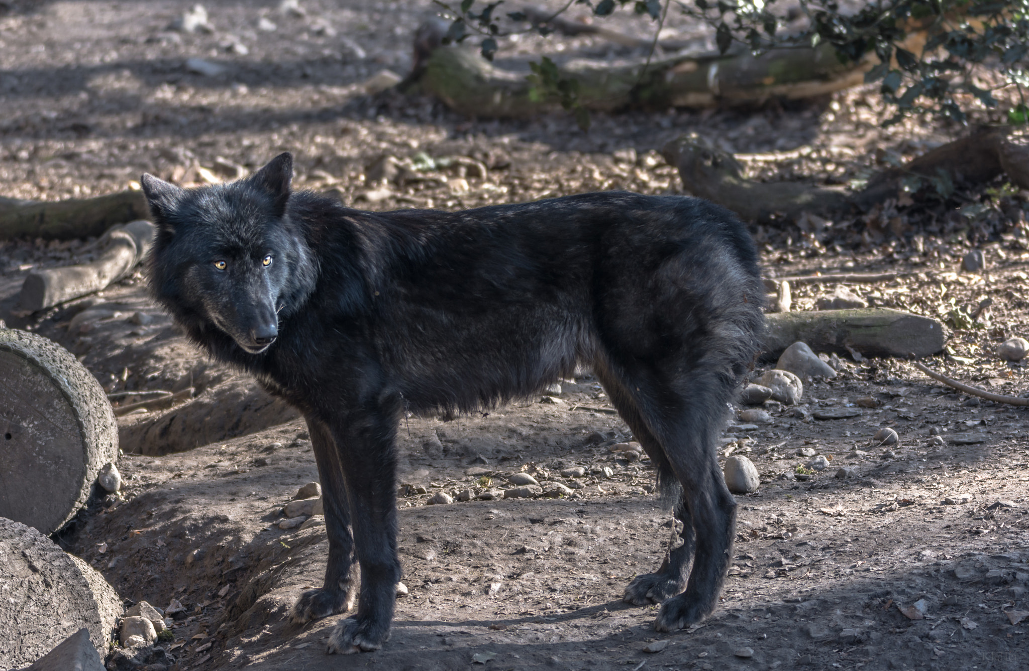Sigma 150-600mm F5-6.3 DG OS HSM | C sample photo. Wolf photography
