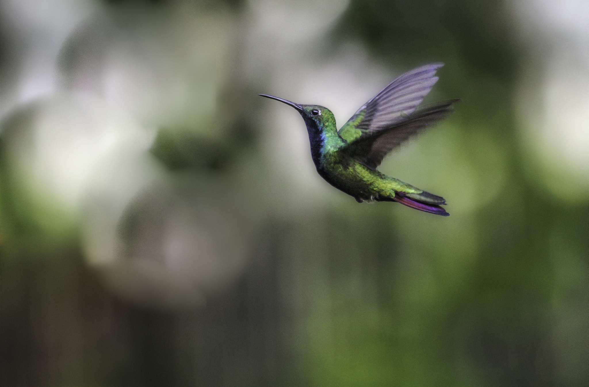 Canon EOS 7D + Sigma 70-300mm F4-5.6 APO DG Macro sample photo. Flying hummingbird photography