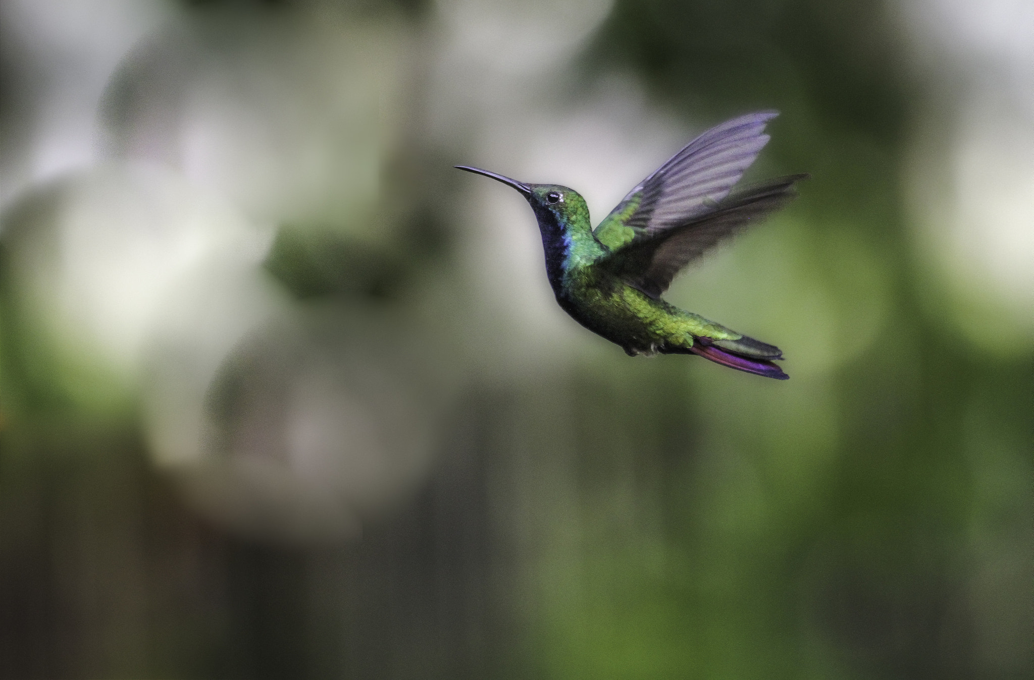 Sigma 70-300mm F4-5.6 APO DG Macro sample photo. Flying hummingbird photography