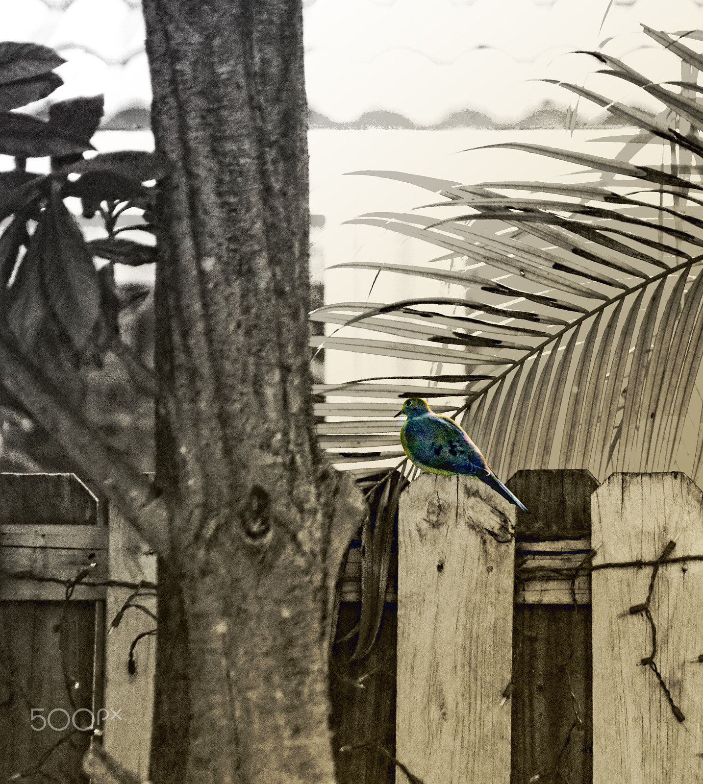 Canon EF 75-300mm F4.0-5.6 IS USM sample photo. Bird photography