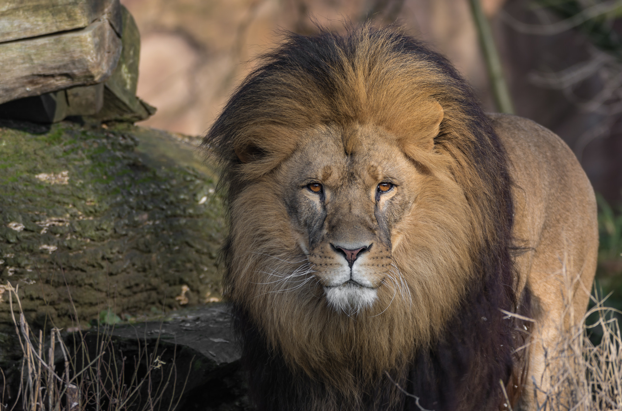 Sigma 150-600mm F5-6.3 DG OS HSM | C sample photo. Lion photography