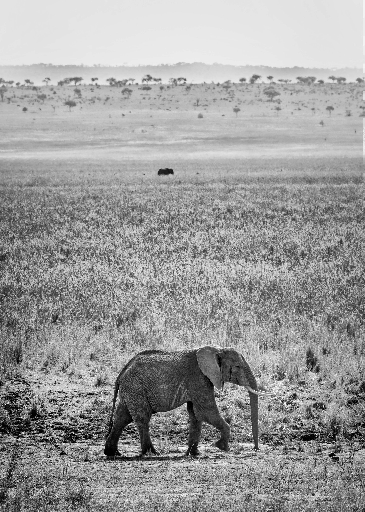 Nikon D800 + Sigma 50mm F2.8 EX DG Macro sample photo. Lone bull, tarangire photography