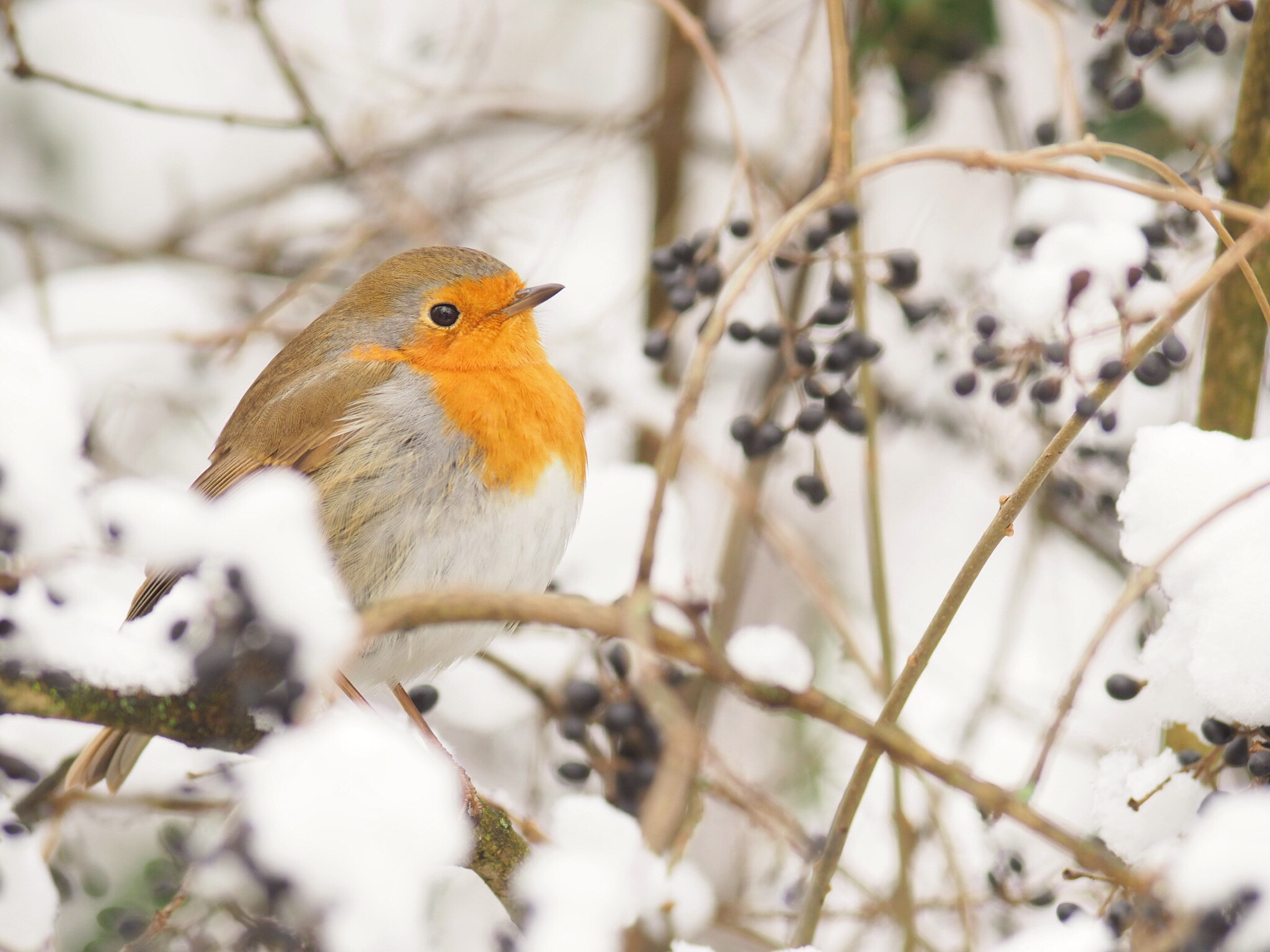 Olympus OM-D E-M1 Mark II + Olympus Zuiko Digital ED 90-250mm F2.8 sample photo. Robin photography