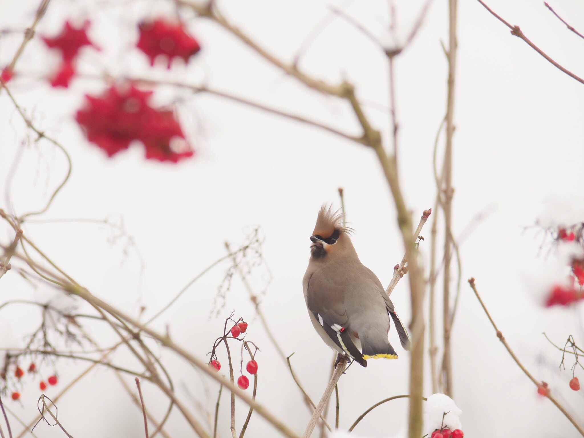 Olympus Zuiko Digital ED 90-250mm F2.8 sample photo. Waxwing photography