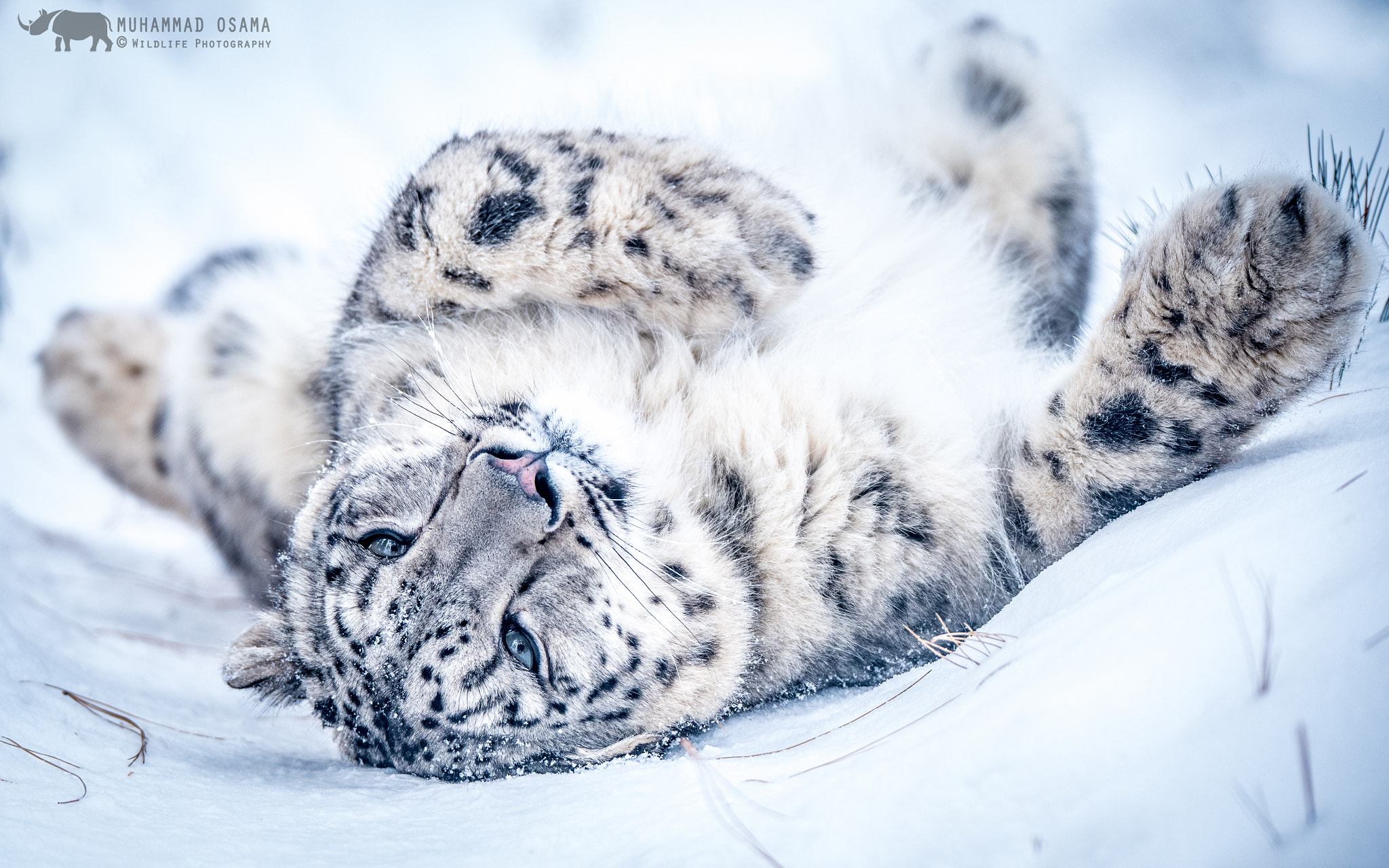 Nikon D750 + Sigma 150-600mm F5-6.3 DG OS HSM | S sample photo. Snow leopard photography