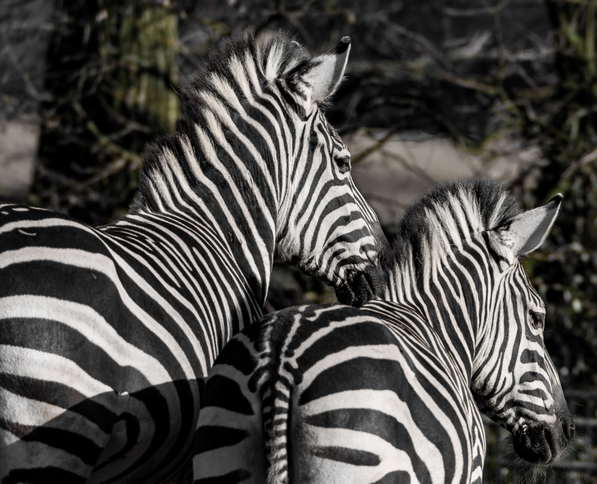 Sigma 150-600mm F5-6.3 DG OS HSM | C sample photo. Zebra photography