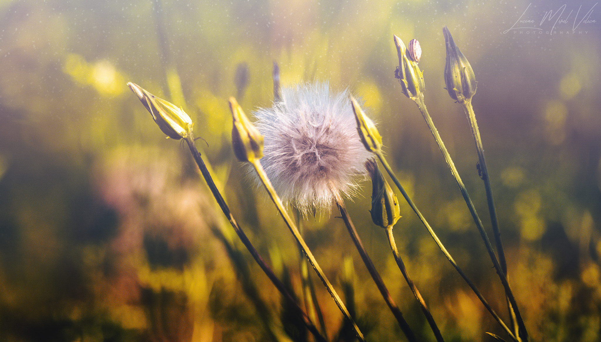 Canon EF 70-300mm F4-5.6 IS USM sample photo. Nature has its own beauty around the earth photography