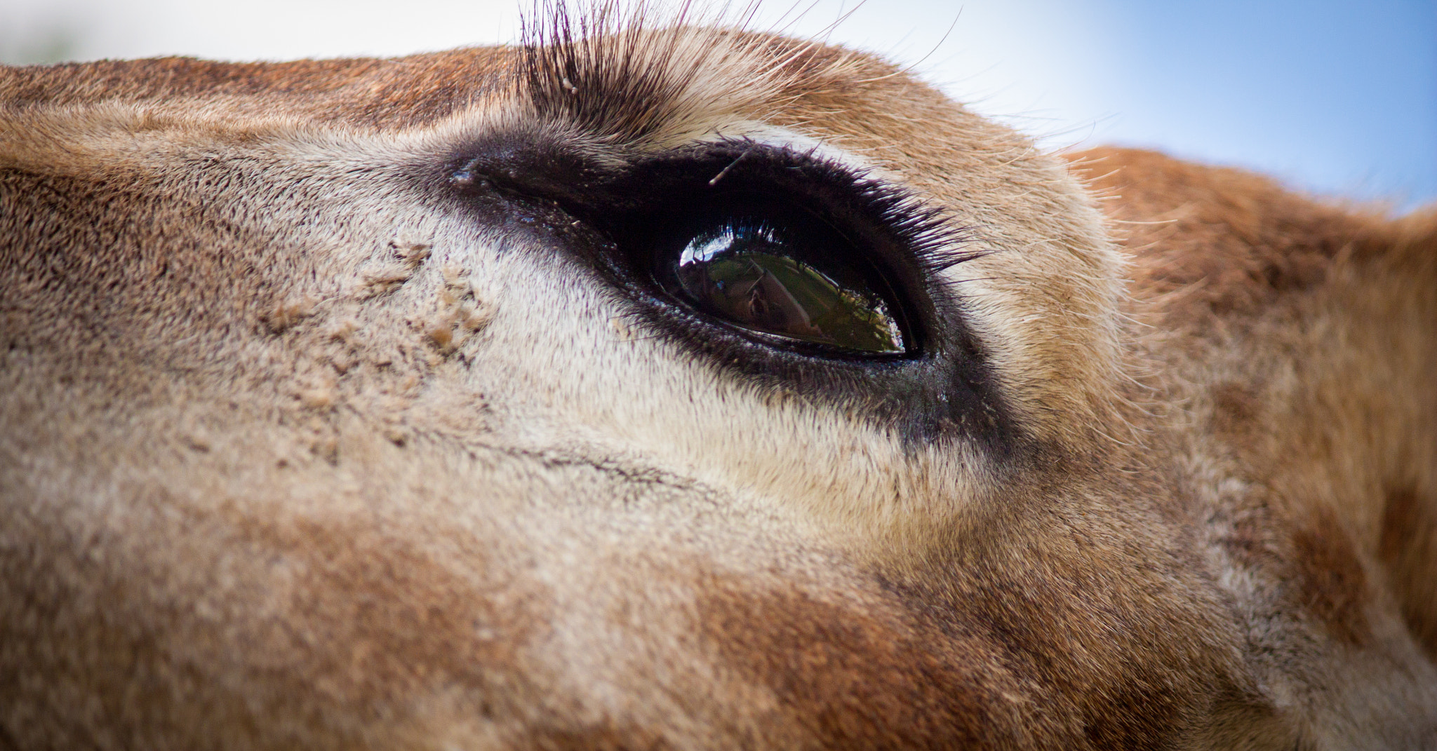 Canon EF-S 55-250mm F4-5.6 IS sample photo. Occhio di giraffa photography