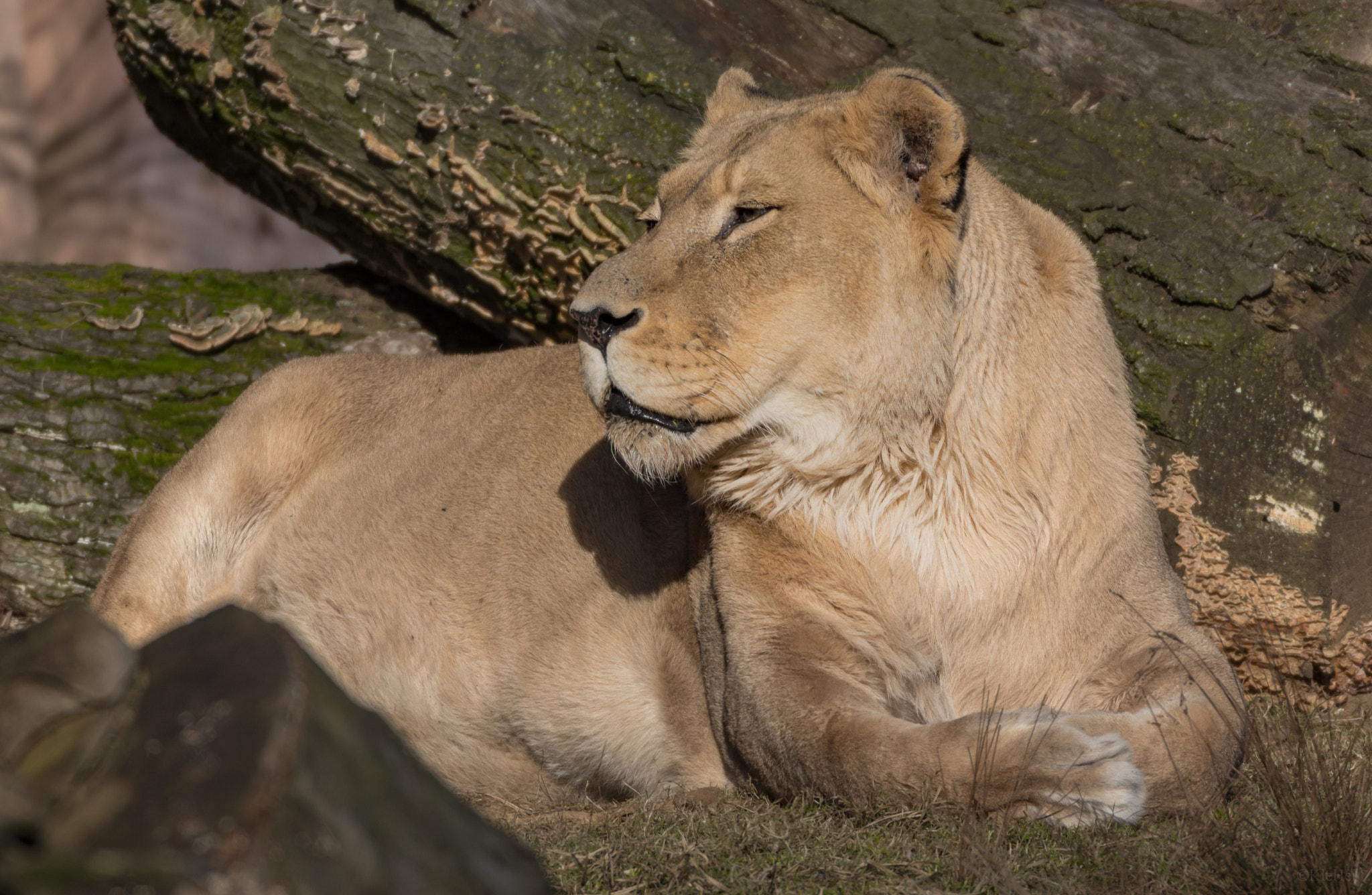 Sigma 150-600mm F5-6.3 DG OS HSM | C sample photo. Löwin photography