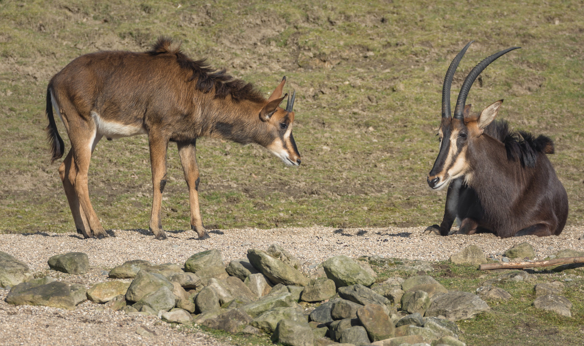 Sigma 150-600mm F5-6.3 DG OS HSM | C sample photo. Ganz vorsichtigt photography